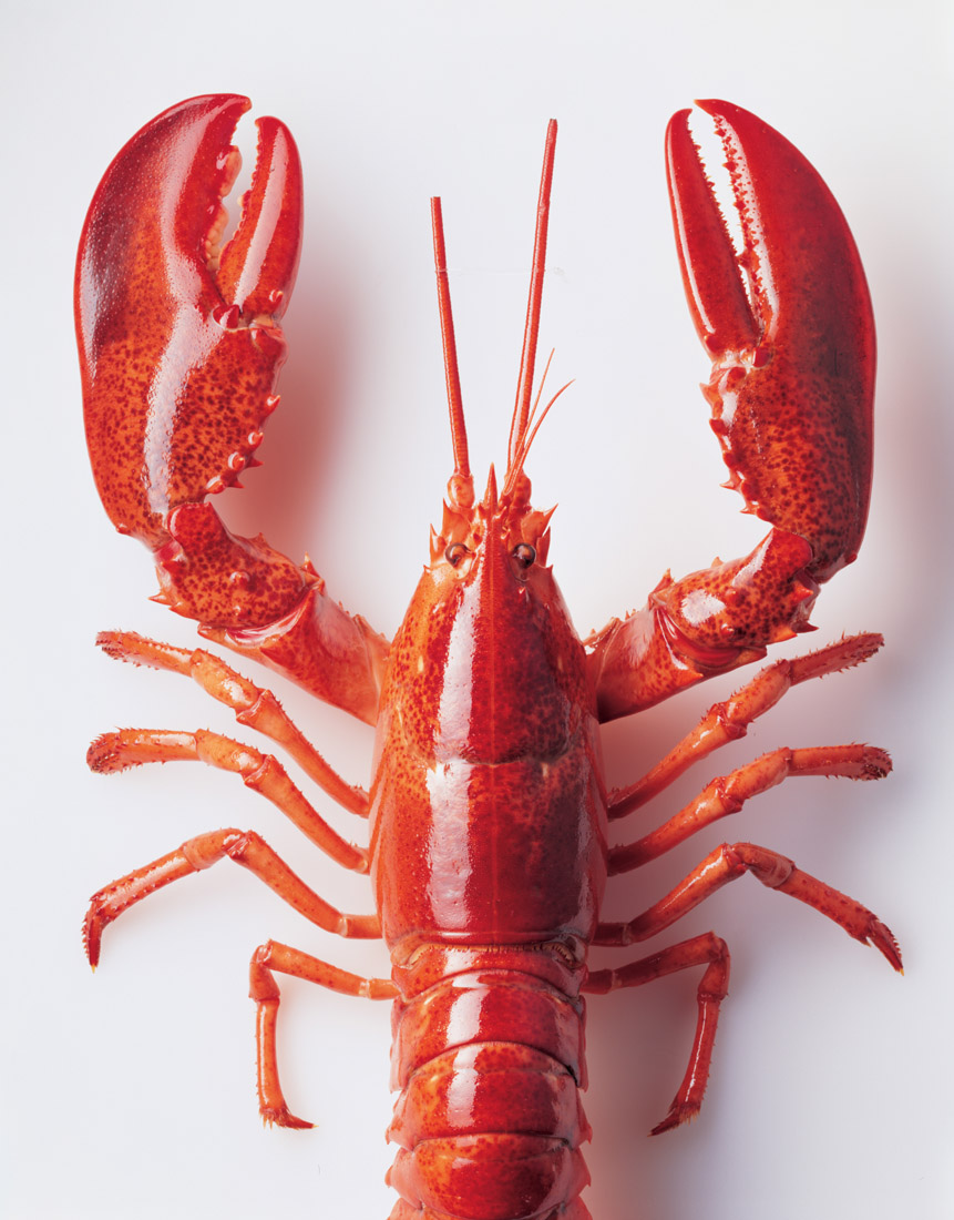 零成本构建 AI 爬虫：OpenClaw Zero Token 实战部署教程